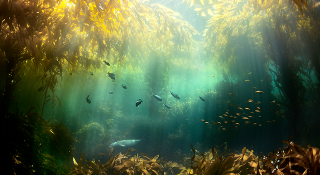 Seagrass and fish in water, Santa Cruz Island, California, USA
