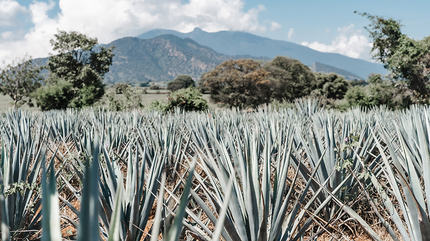 An agave field in Mexico