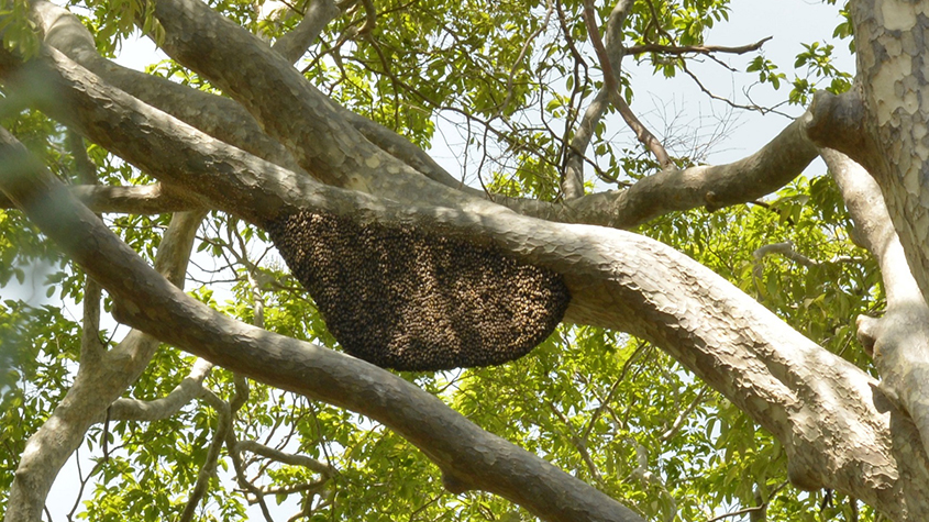 A giant Apis Dorsata bee nest hanging from a high branch of a tree