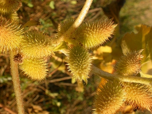 Cocklebur, the inspiration for hook and loop fasteners 