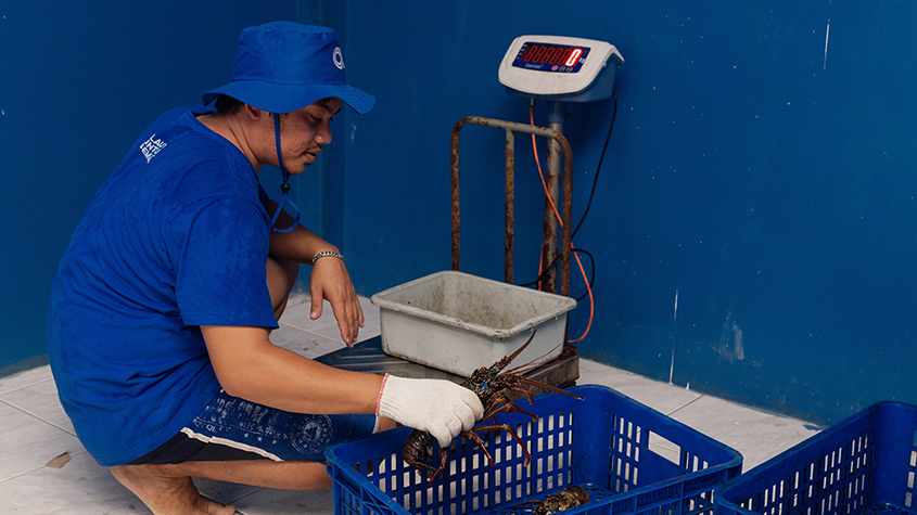 A man in a blue Aruna hat and tee-shirt is squatting next to scales, holding a lobster to weigh it