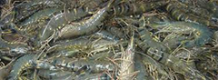 Large grey raw shrimps with black stripes on their back