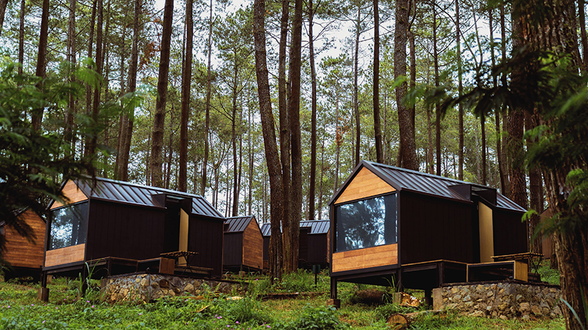 Bobocabin logs in the middle of a forest