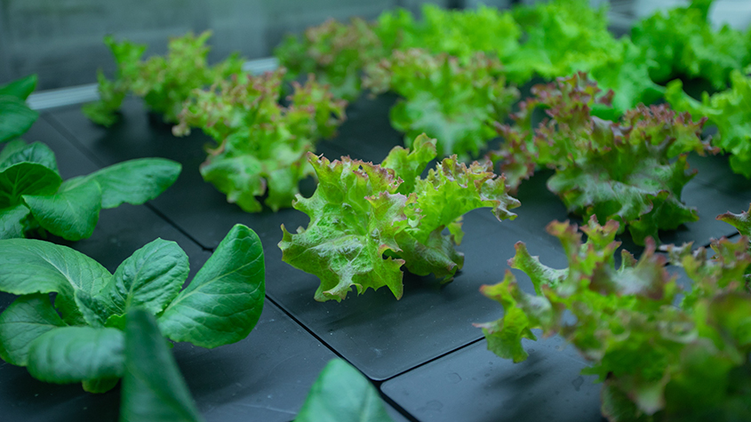 Stacked-up vegetables growing in trays using BoomGrow hydroponic system