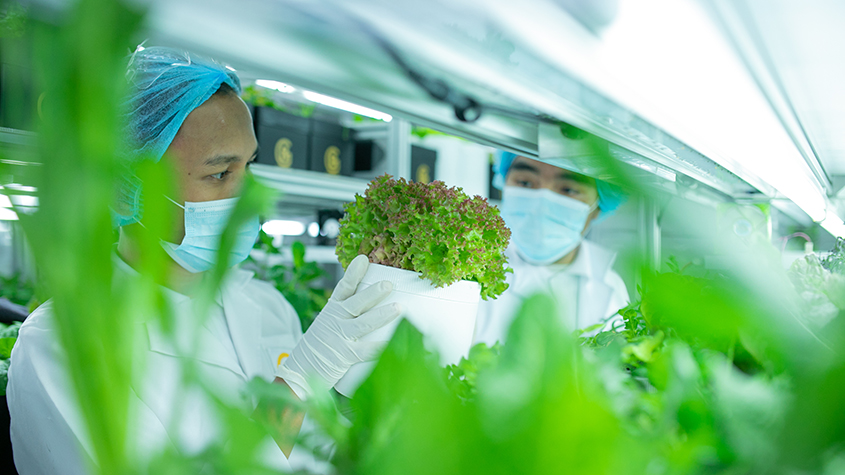 Two staff members controlling the growth of vegetables at BoomGrow’s indoor farm