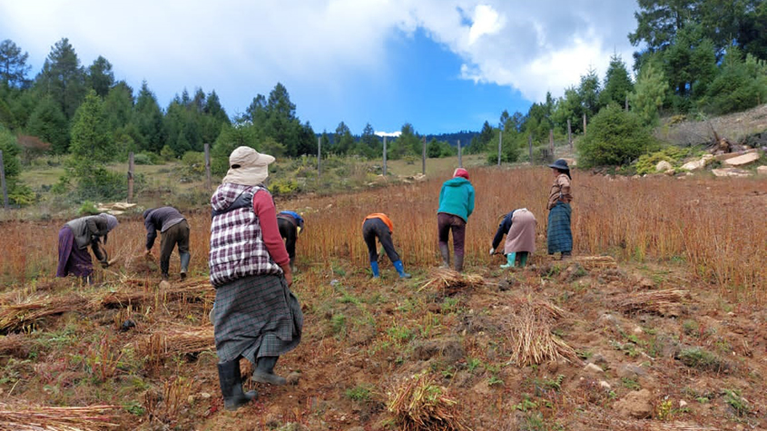 Farmers harvesting buckwheat in a field
