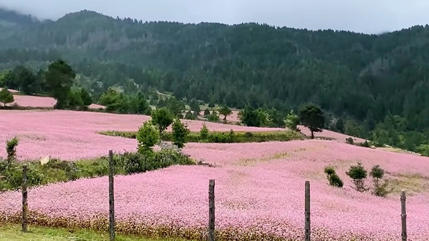 A blooming pink buckwheat field
