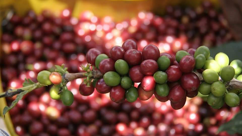 Arabica coffee bean plant used to produce Caike Coffee