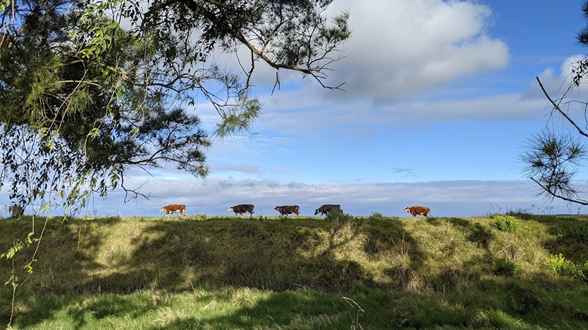 A herd of cows walking on top of a shady hill in the countryside, wearing Chipsafer collars