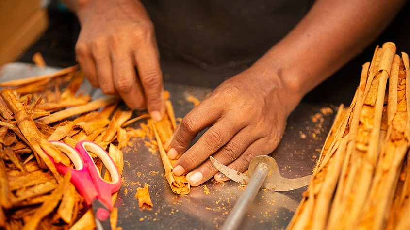 Hands of a woman making a cinnamon quill by inserting smaller pieces into a large dried peel