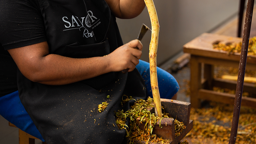 A woman sitting on a stool, scraping a cinnamon trunk with a traditional tool called soorana kokeththa