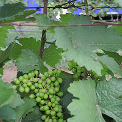 A close-up of a green grape-wine attached to a vine