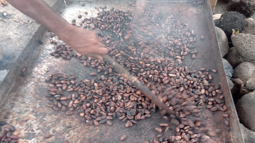 Someone holding a stick to stir roasting cacao beans in a large metal roasting pan