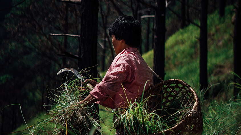 farmer harvesting lemon grass in Bhutan to be used for soap manufacturing