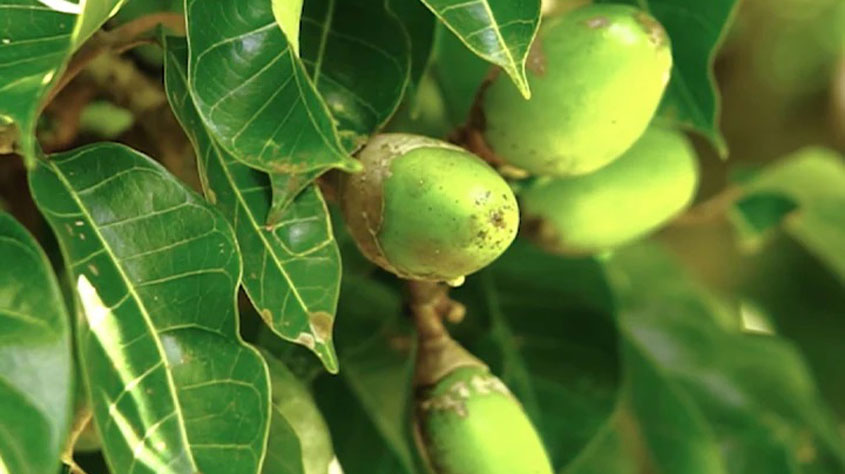 Photo of young green pili fruit