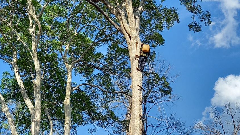 A man with a backpack climbing high up in a tree to harvest Mondulkiri wild honey and reach the giant wild bees nest