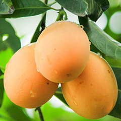 Three orange “Nakhon Nayok Giant Marian Plum” on a tree with some dewdrops
