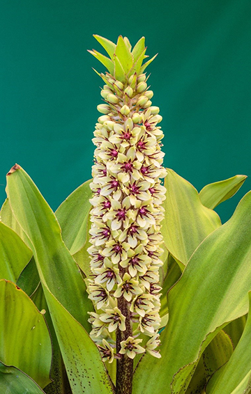 The pineapple lily, a South African plant with natural properties to treat degenerative joint disease