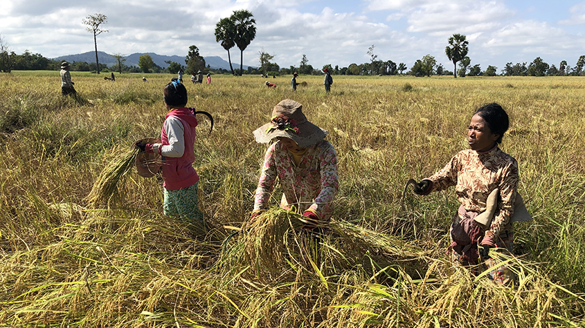 Women in a rice field harvesting the ripe rice
