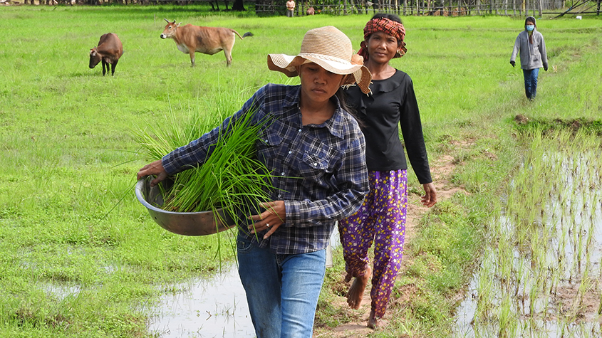 Women carrying rice seedling needing to be removed
