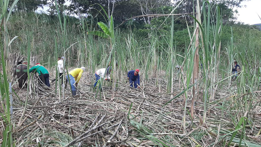 Farmers from Santa Balsa are harvesting sugar cane