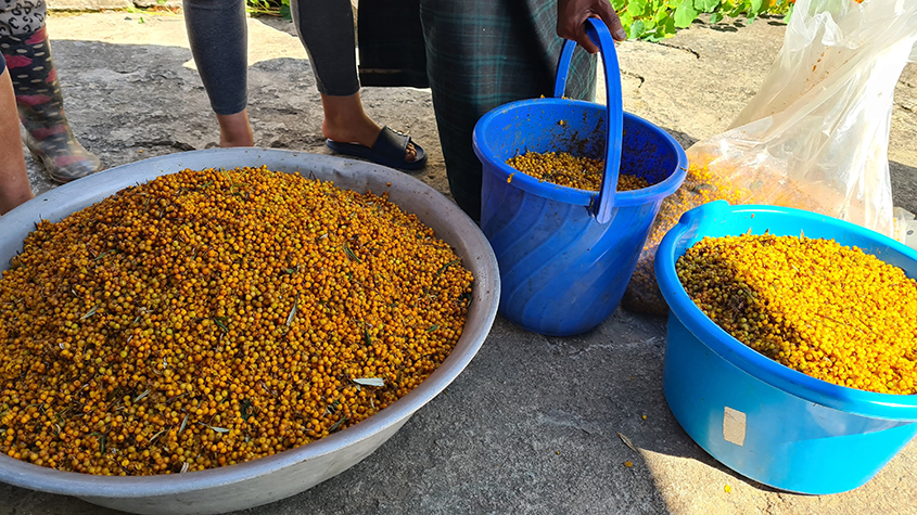 People around large basins of harvested sea buckthorn berries