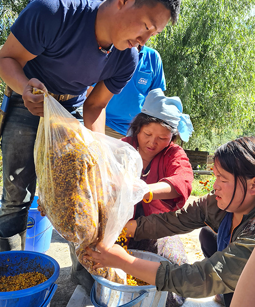 People transferring sea buckthorn berries into buckets