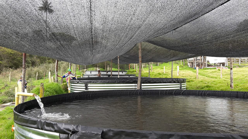 Caike’s water tanks for trout farming protected by large black covers