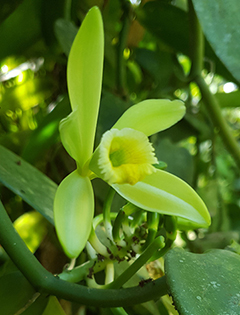 A yellow funnel-shaped vanilla flower on a vanilla plant stem