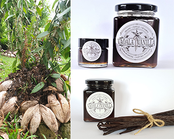 Two tiered picture. One showing the range of Vaoala Vanilla products, with a few vanilla beans tied with a piece of string, and jars of vanilla syrup, the other showing a vanilla plant