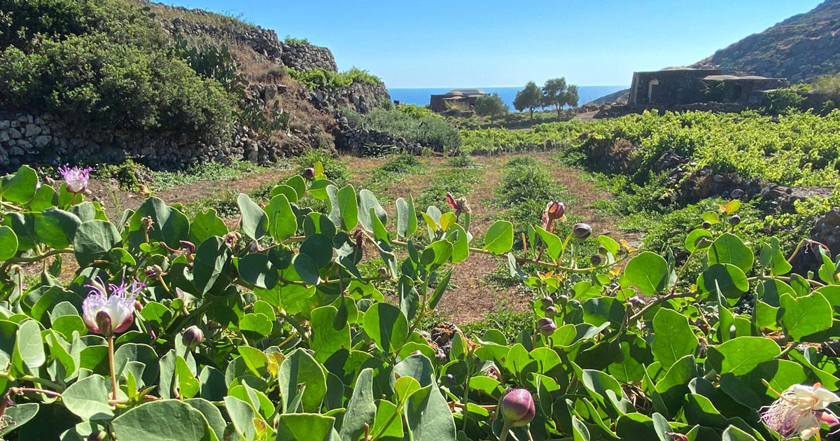 GI protection revives caper production on Pantelleria