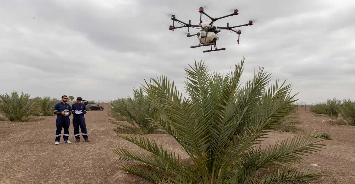 Oman Pollinating Date Palms with AI and Drones