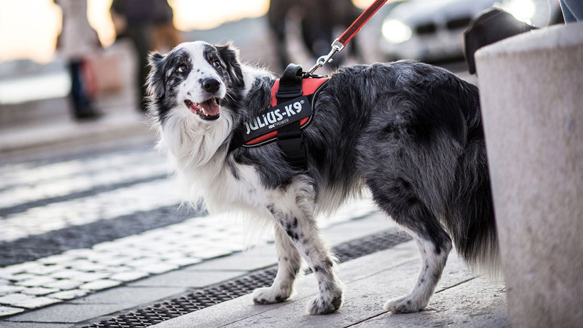 Julius K9� harnessing innovation to meet dog lovers� needs Julius K9� harnessing innovation to meet dog lovers� needs