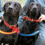 Flo (right) and Lucky, trained to sniff out hidden consignments of pirated DVDs. (Courtesy of MPA)