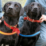 Flo (derecha) y Lucky, entrenados para olfatear remesas ocultas de DVD piratas. (Cortesía de la MPA)