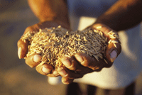 Le riz est un aliment de base dans de nombreux pays en développement et moins avancés.  C’est pourquoi les décideurs ont besoin d’évaluer les incidences possibles des brevets déposés pour des séquences du génome de cette céréale. (Photo: FAO/Robert Grossman) 