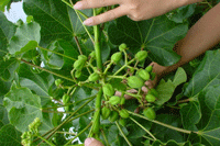 Un plant de jatropha: Avec l’aimable autorisation de Terasol Energy