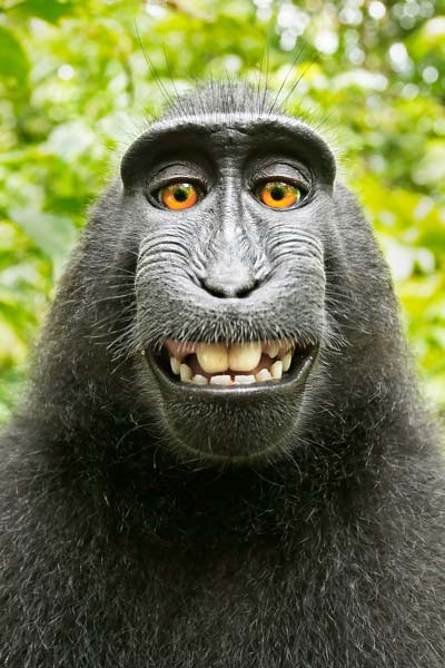 Can the monkey selfie case teach us anything about copyright law?
