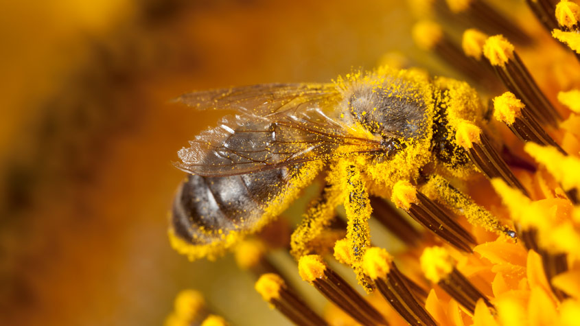 Honey bees may help to explain how humans make decisions