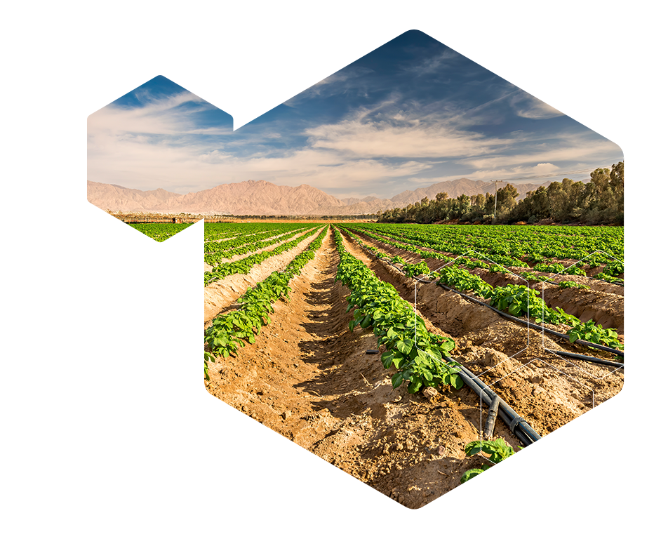Field with young potato plants and system of irrigation. The photo depicts advanced agriculture industry in desert areas of the Middle East
