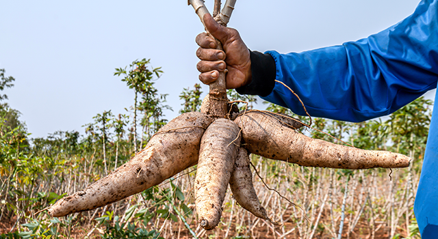 Cassava in hand, tapioca in farmer hand in harvest season, cassava plantation land - stock photo