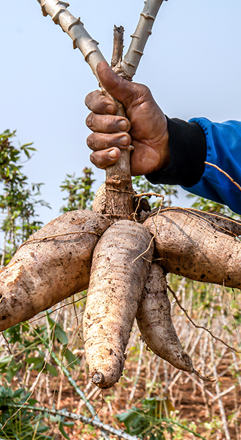 Cassava in hand, tapioca in farmer hand in harvest season, cassava plantation land - stock photo