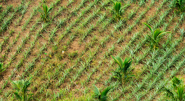 Pineapples seedlings intercropped with young Coconut trees at a hilly plantation with rich volcanic soil in Tagaytay, Cavite, Philippines.