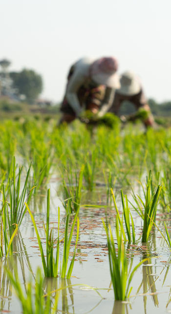 Traditional Method of Rice Planting.Rice farmers divide young rice plants and replant in flooded rice fields in south east asia. - stock photo