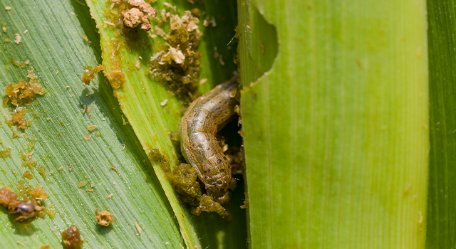 Fall armyworm Spodoptera frugiperda (Smith 1797) on the corn leaf - stock photo