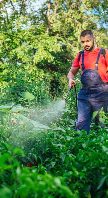 Young caucasian farmer is spraying herbicide on garden