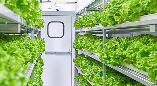 Growing vegetables and lettuce in the industry cargo container.