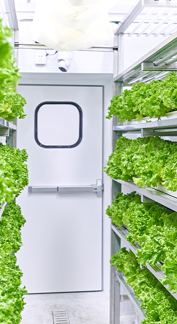 Growing vegetables and lettuce in the industry cargo container.