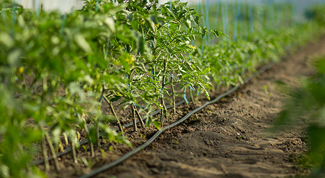 Rows of tomato plants growing inside big industrial greenhouse with drip irrigation