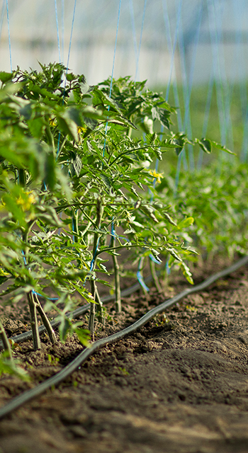 Rows of tomato plants growing inside big industrial greenhouse with drip irrigation